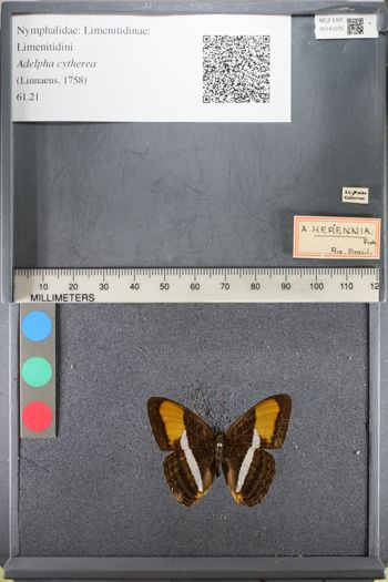 Media type: image;   Entomology 141075
